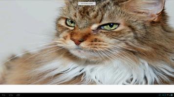Maine Coon Cats Wallpapers capture d'écran 2