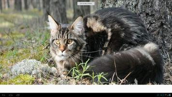 Maine Coon Cats Wallpapers capture d'écran 3