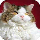 Selkirk Rex Cats Wallpapers icon