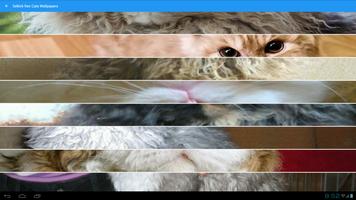 Selkirk Rex Cats Wallpapers screenshot 3