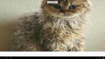 Selkirk Rex Cats Wallpapers screenshot 1