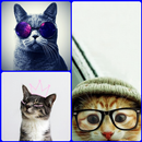Cute Cat Wallpaper HD para Android APK