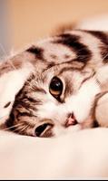 Free Cute Cat Wallpaper HD for Android Affiche