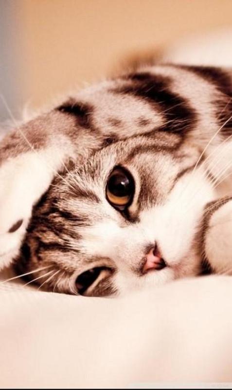 Free Cute Cat Wallpaper Hd For Android Fur Android Apk Herunterladen
