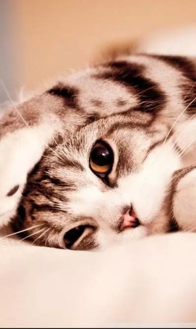 Tải xuống APK Free Cute Cat Wallpaper HD for Android cho Android
