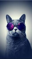 Free Cute Cat Wallpaper HD for Android screenshot 3