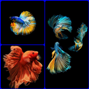 Free Betta Fish Live Wallpaper for Android APK
