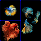 Free Betta Fish Live Wallpaper for Android-icoon