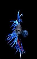 Free Betta Fish Live Wallpaper for Android screenshot 2