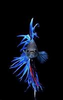 Free Betta Fish Live Wallpaper for Android capture d'écran 2