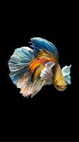 Free Betta Fish Live Wallpaper for Android screenshot 3