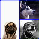 Free Dog Wallpaper HD for Mobile Phone-APK