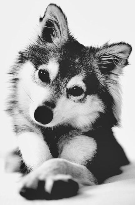Free Dog Wallpaper HD for Mobile Phone APK per Android Download Free Dog Wallpaper HD for Mobile Phone APK per Android Download