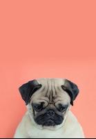 Free Dog Wallpaper HD for Mobile Phone اسکرین شاٹ 2