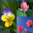 Free Flower Wallpaper HD for Android-APK