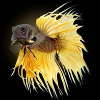 Cupang Fish Affiche