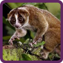 APK Animal"s Name