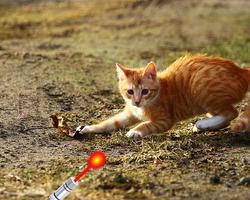 Cat laser pointer simulator скриншот 2