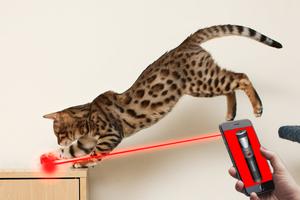 laser for cats simulator 2016 پوسٹر