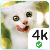 Cute Cats Wallpaper 4K icon