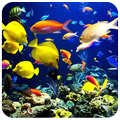 Aquarium Live Wallpaper