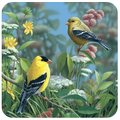 3D Birds Live Wallpaper