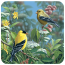 3D Birds Live Wallpaper APK
