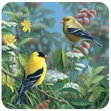 3D Birds Live Wallpaper icône