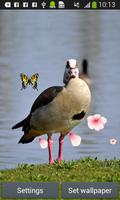 oiseaux vivent fonds d'écran capture d'écran 3