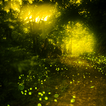 fireflies वॉलपेपर रहते हैं
