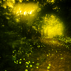 Fireflies Live Wallpapers icon