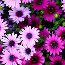 flores Live Wallpapers APK