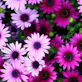 Flowers Live Wallpapers icon