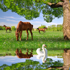 paarden wonen wallpapers-icoon