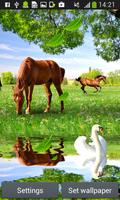 chevaux vivent fonds d'écran Affiche