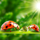 ladybug live wallpapers APK