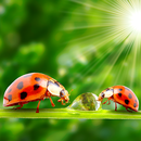 APK coccinella live wallpapers