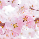 sakura live wallpapers APK