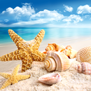 seashells Live Wallpapers APK