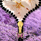 Sakura Zipper Lock Screen icône