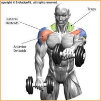 Bodybuilding Muscle Exercises screenshot 3