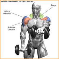 Bodybuilding Muscle Exercises Screenshot 3