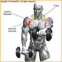 Bodybuilding Muscle Exercises capture d'écran 3