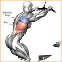 Bodybuilding Muscle Exercises Plakat
