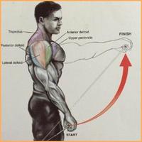 Bodybuilding Muscle Exercises Screenshot 1