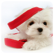 Cute Dog Theme