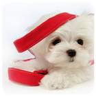 Cute Dog Theme icône