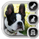 Boston Terrier Puppy Dog Theme APK