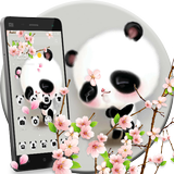 Cuteness Shy Panda Theme icône