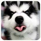 Baby Husky-icoon